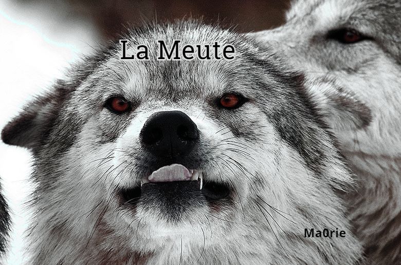 La Meute