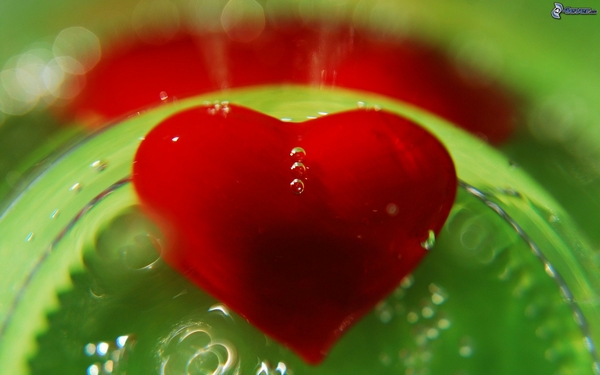 LE ARBRES SONT ROUGES EN AUTOMNE