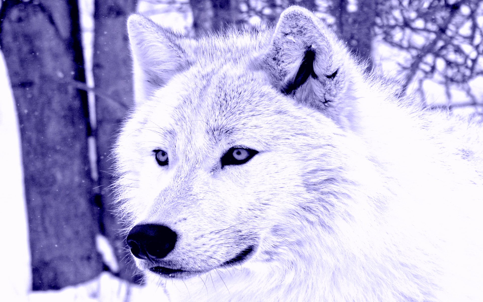 Le Chuchotement du Loup