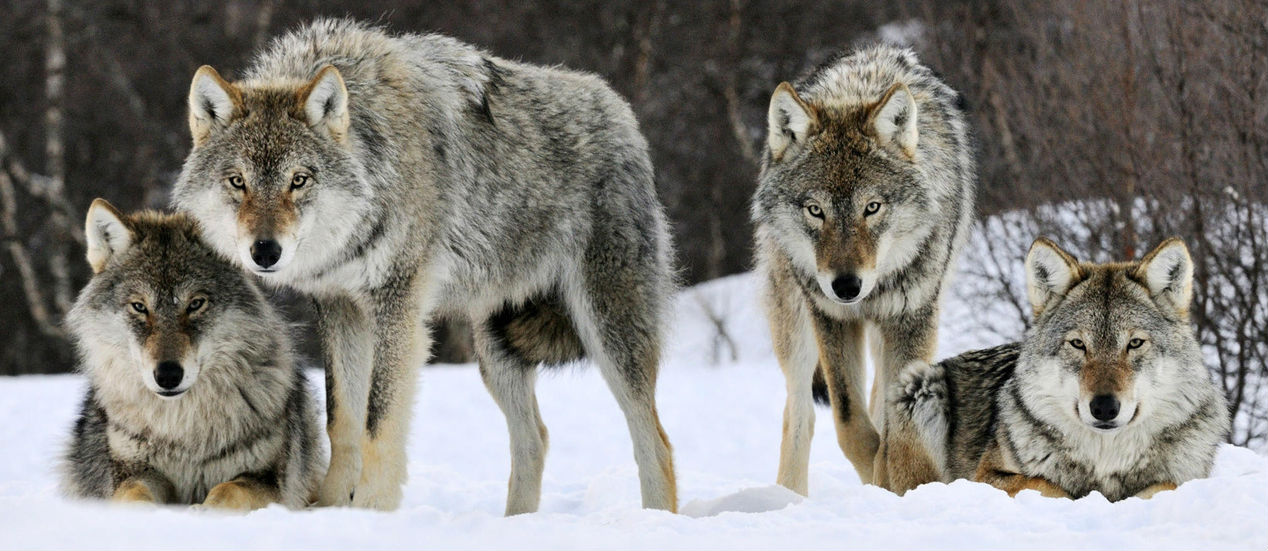 Une bande mal lunée