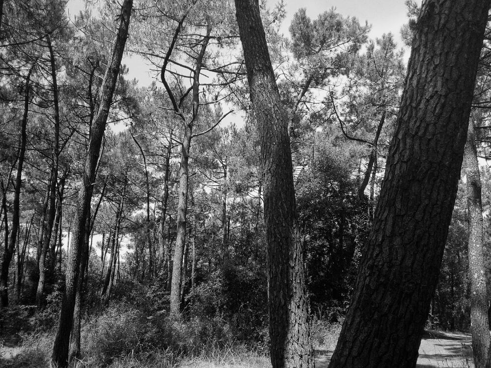 Le comté du Gevaudan