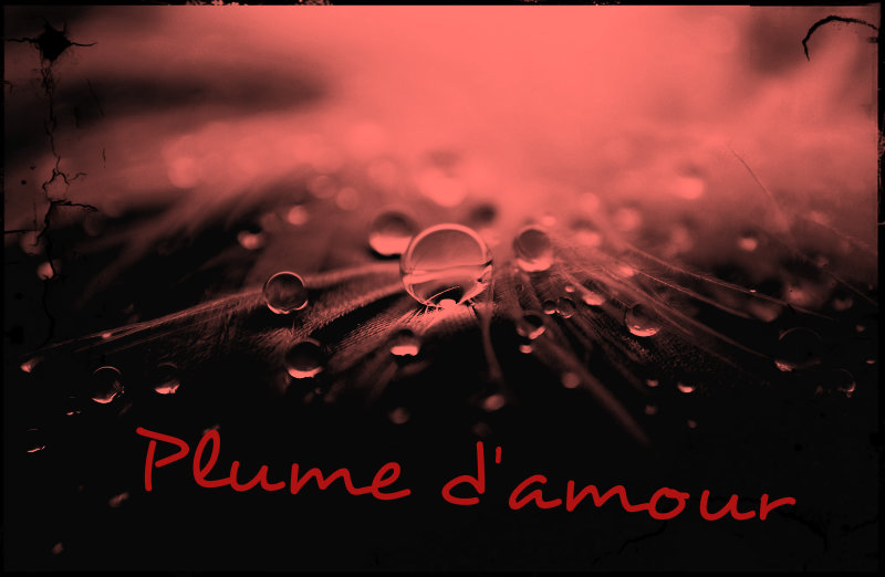 Plume d'amour