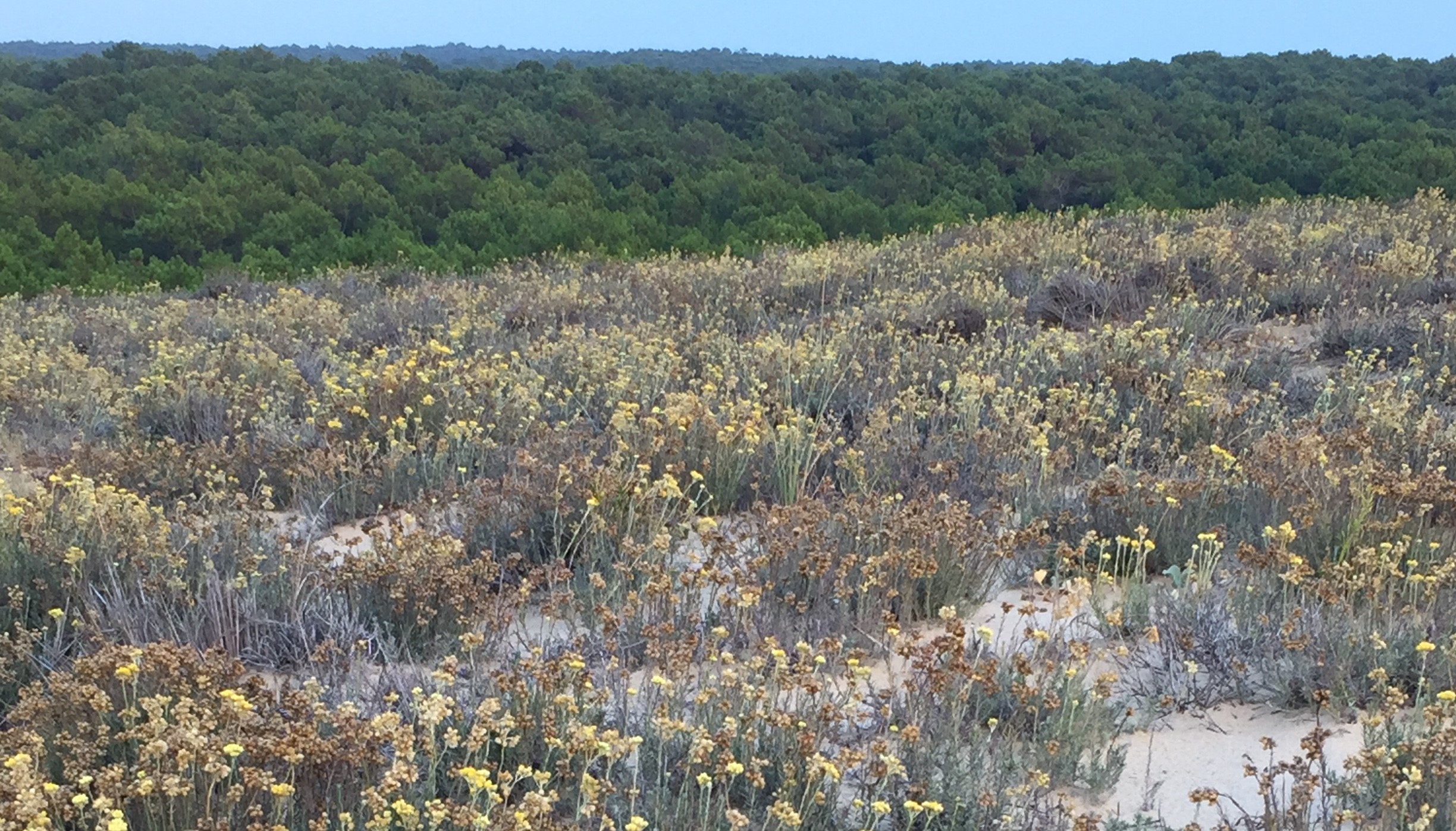 Sous le vent des immortelles