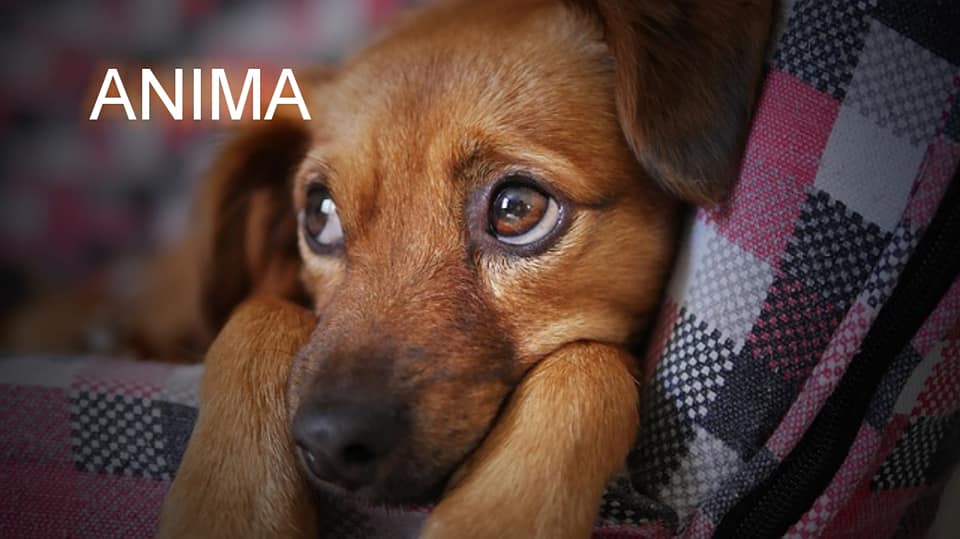 ANIMA