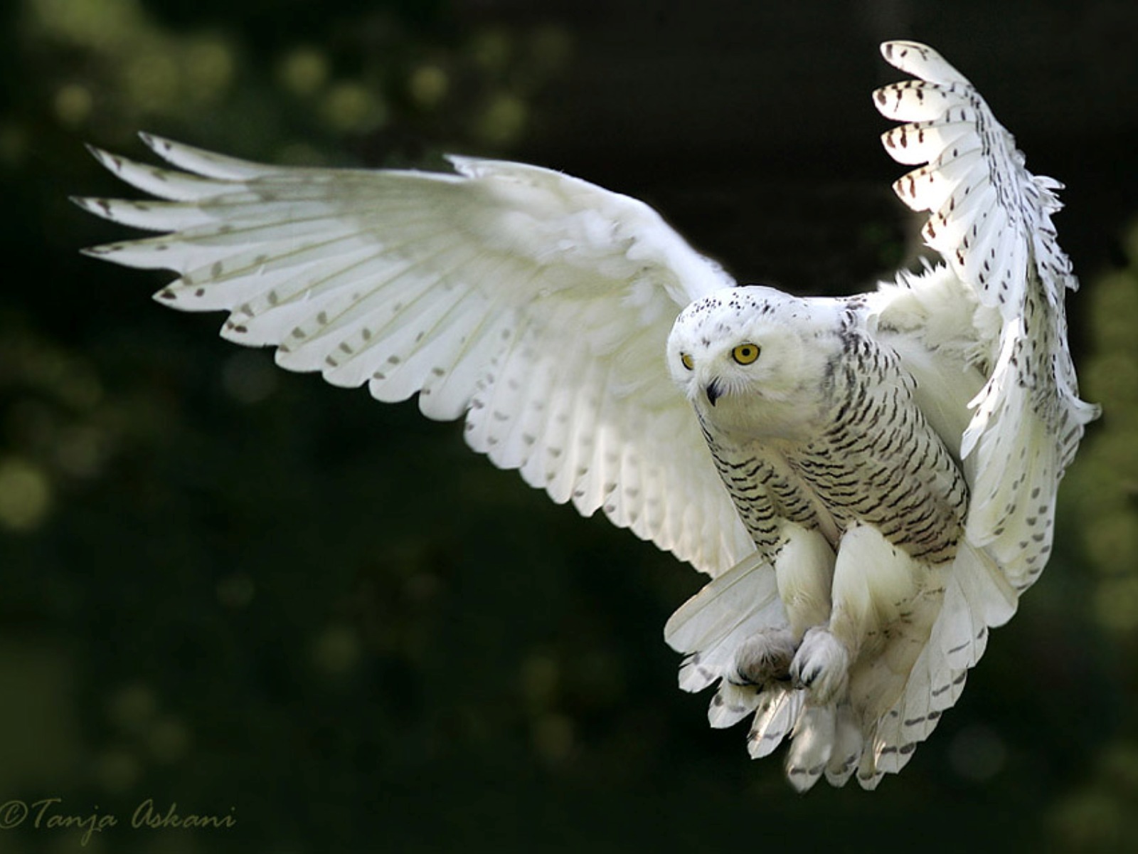 La Magie de Brocéliande