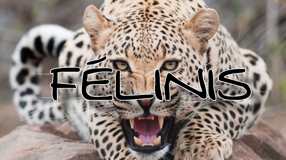 FÉLINIS