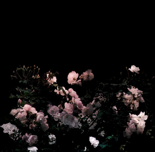 Une fleur dans la poche.