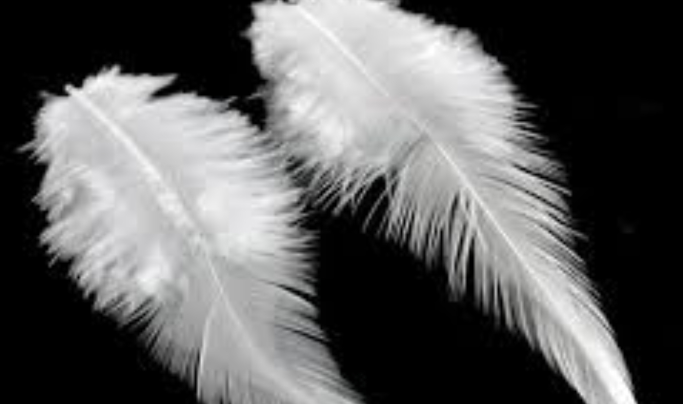 La plume ou la haine