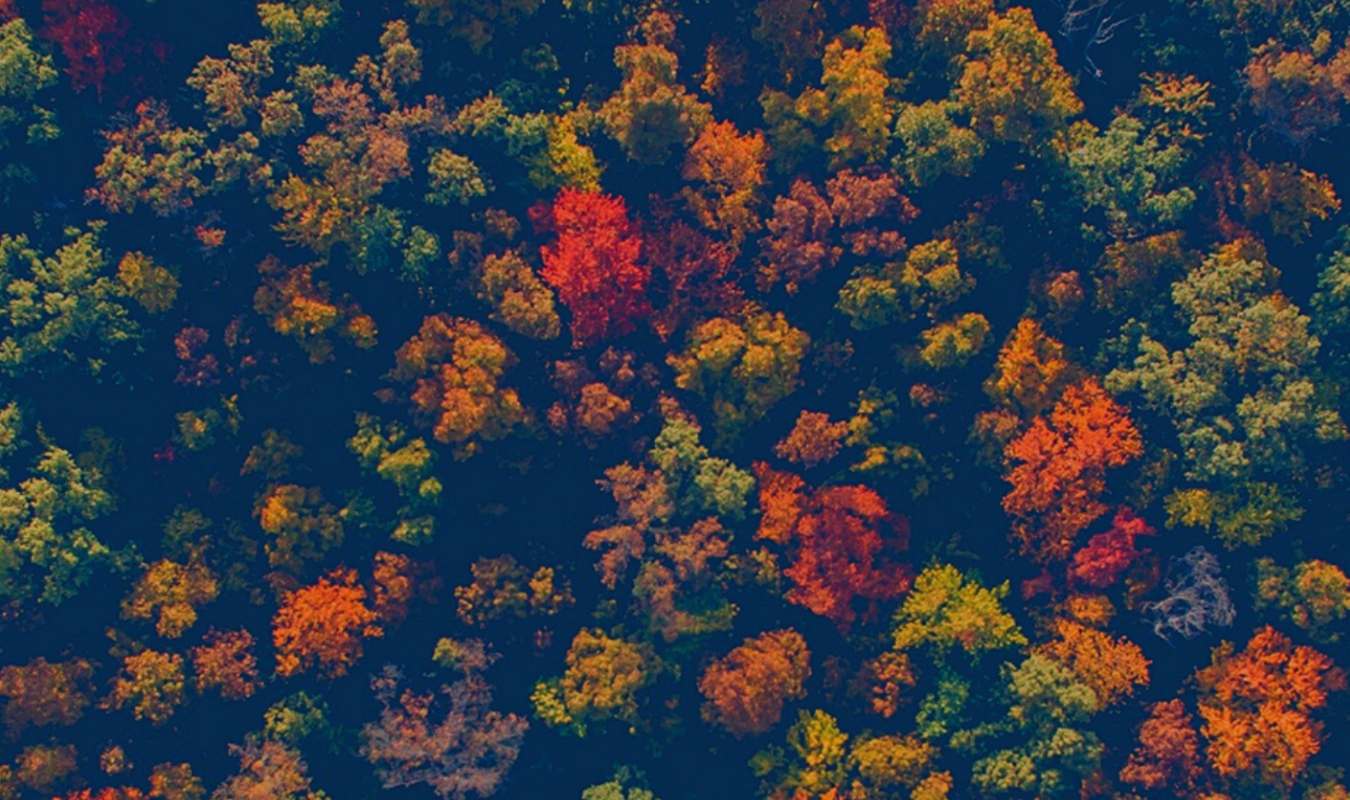 Un petit morceau d'Eden