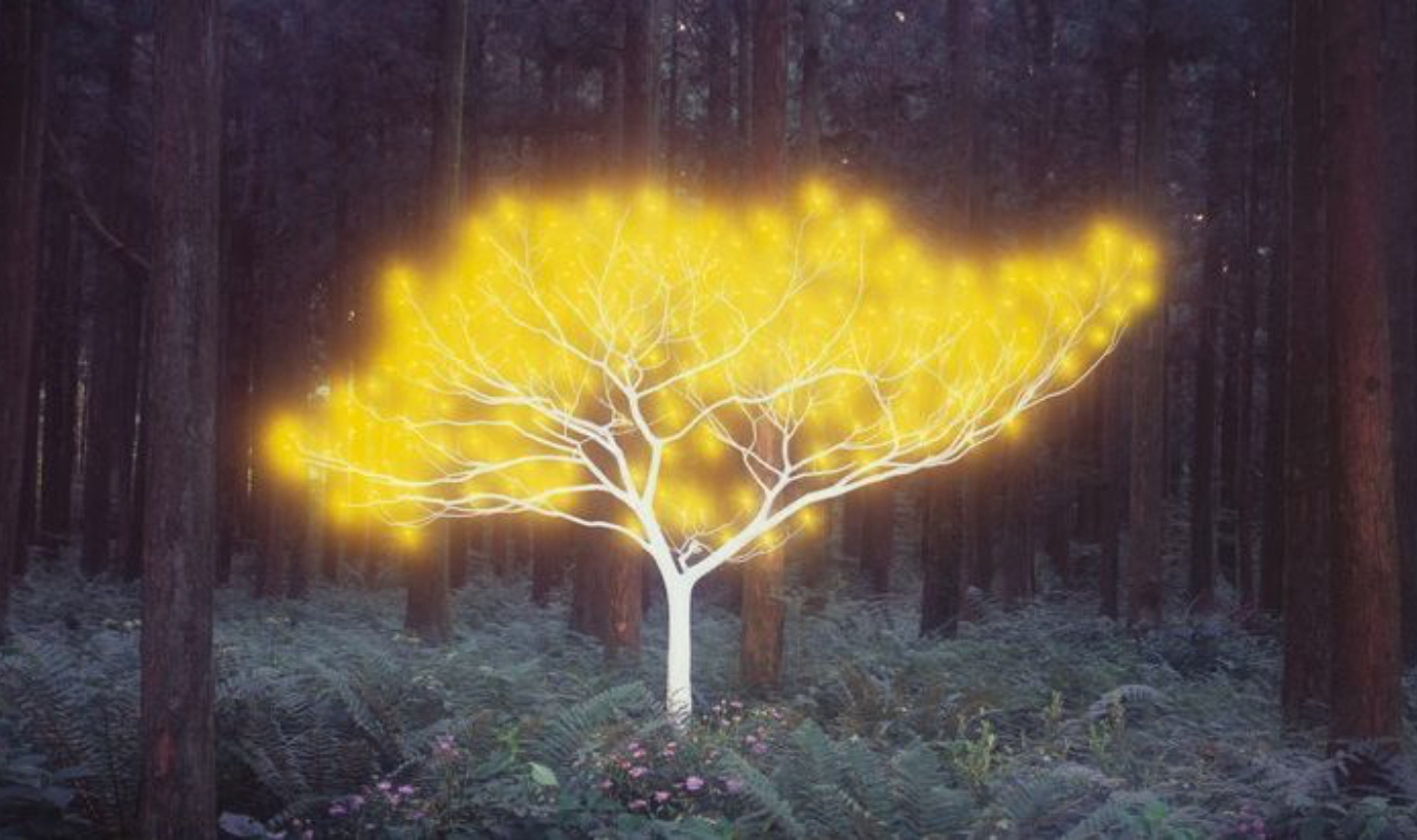 La nuit des lucioles