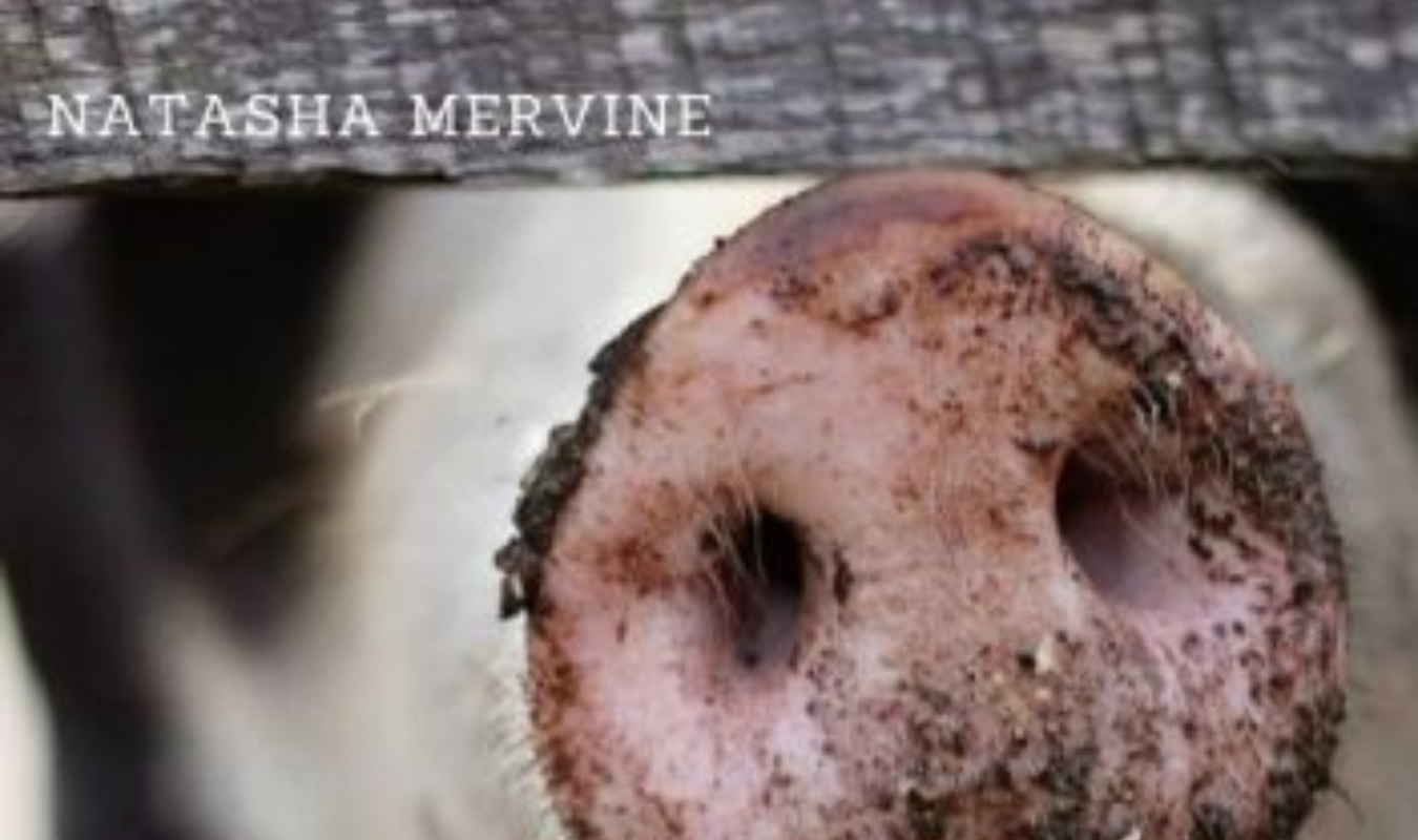 Chroniques d'un Confit-Nez