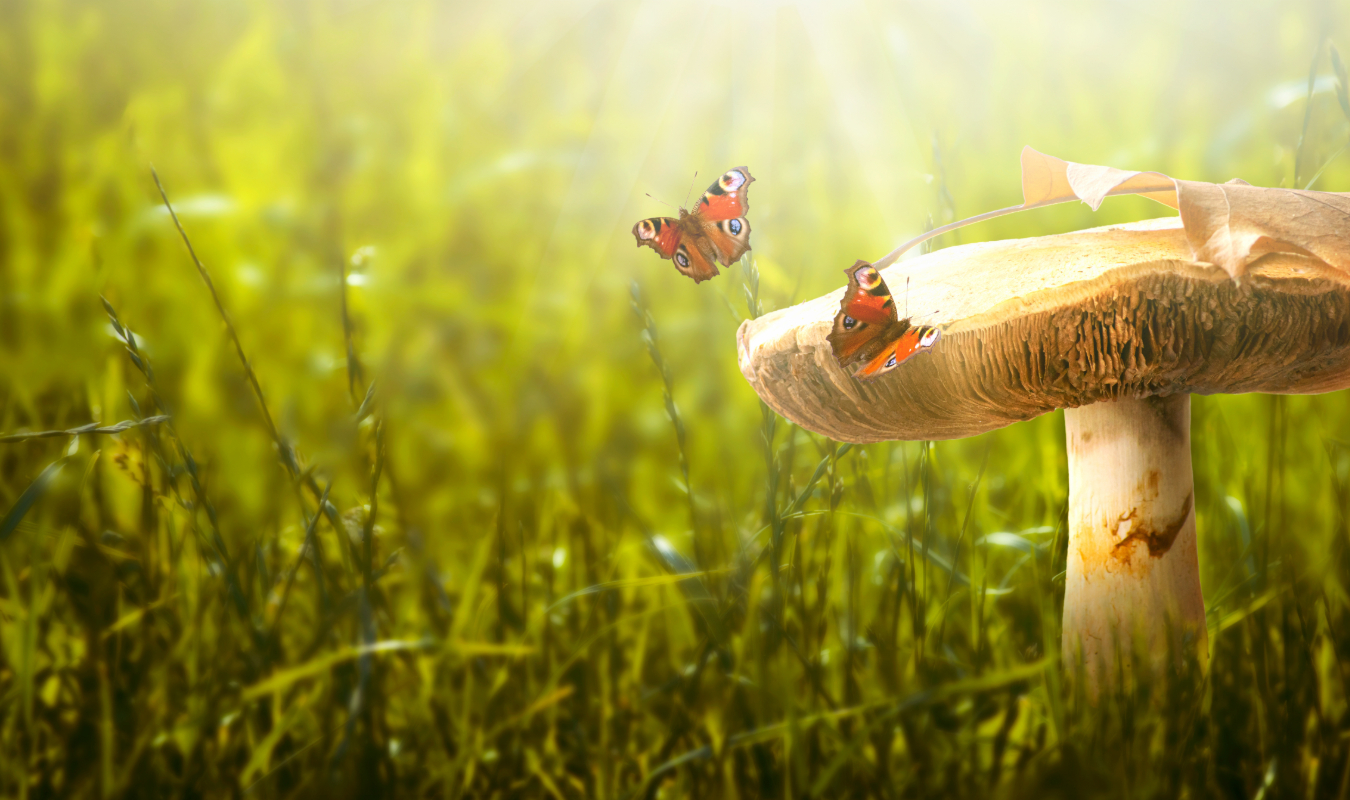 Le pré aux oeufs d'or