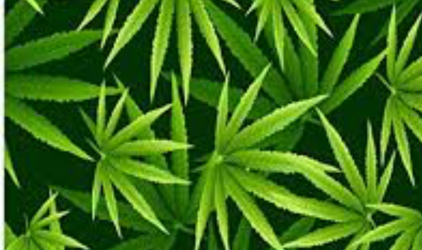 Jack et le Magic-Cannabis