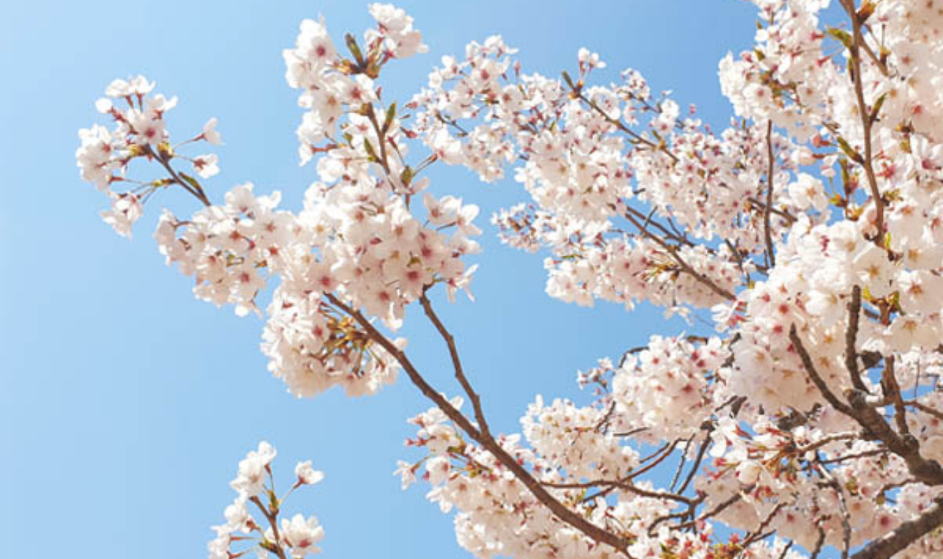A l'ombre des cerisiers en fleurs