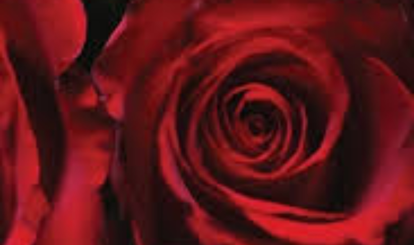 Et on se jette des roses