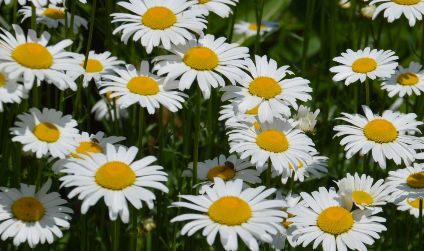 Un peu, beaucoup... AVEUGLEMENT