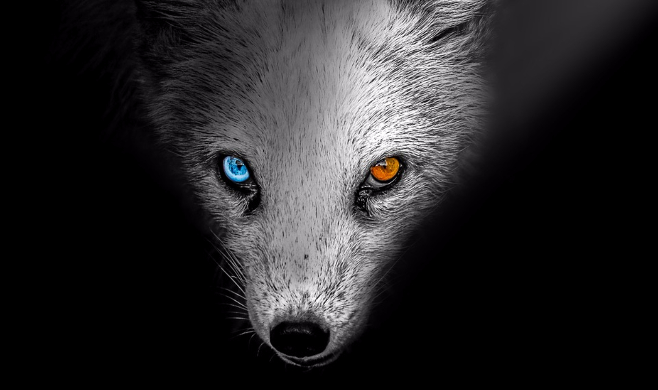 La Belle et le Renard