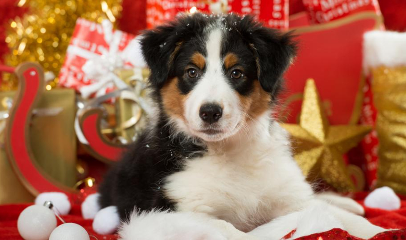 Un Noël de chien