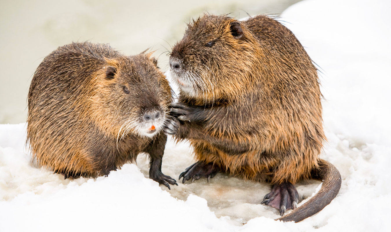 Un castor presque parfait 