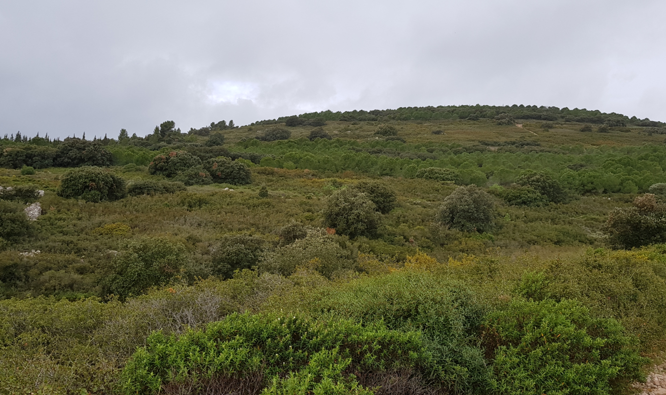 Mon ciel, ma garrigue