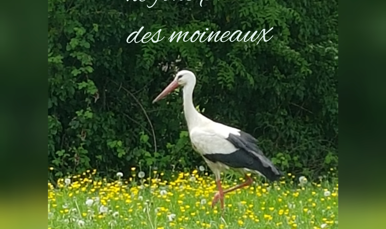 Les cigognes ne font pas des moineaux