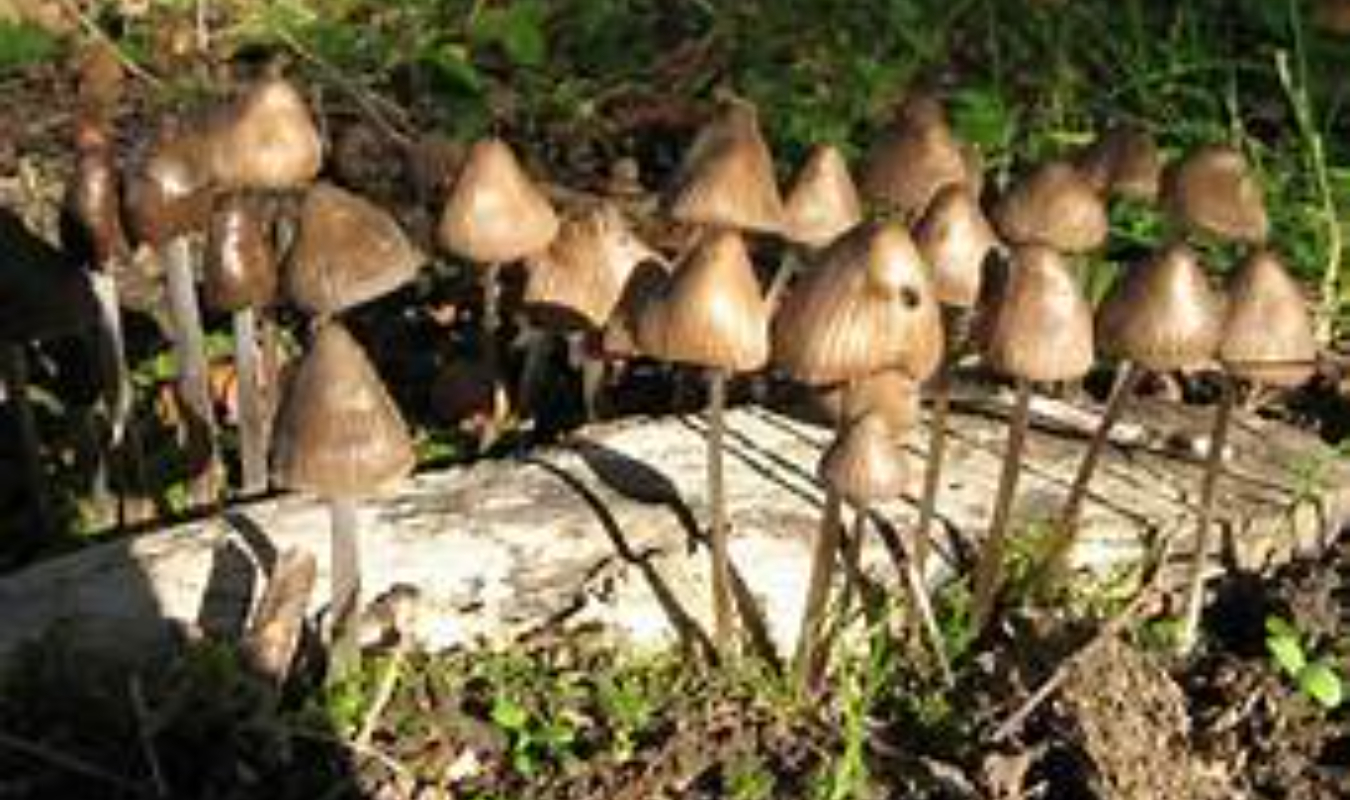 Les petits champignons