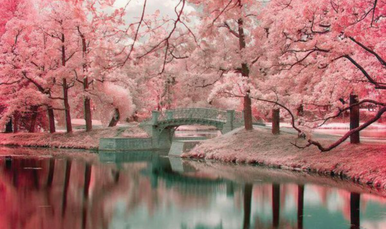 A l'ombre des cerisiers en fleurs
