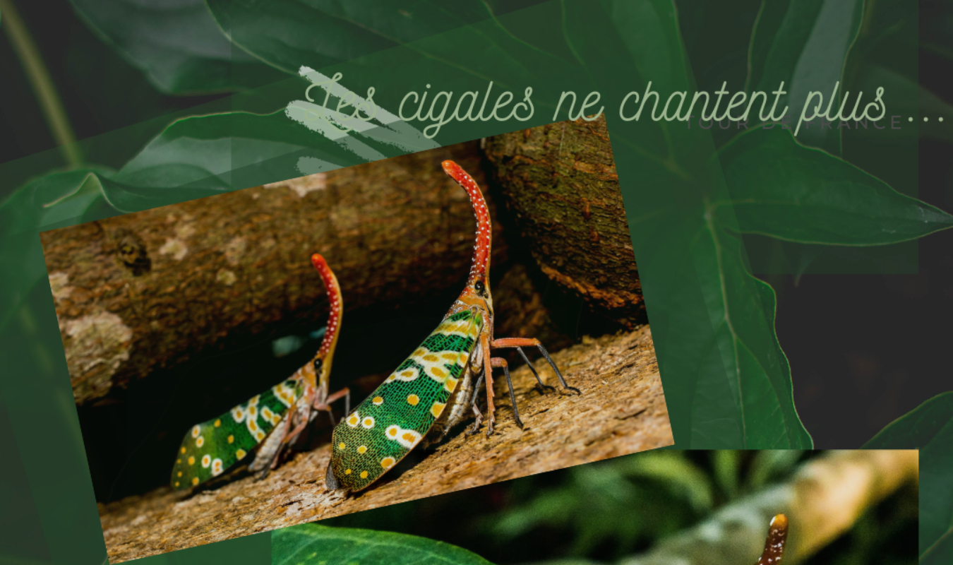 Les cigales ne chantent plus ... Et ce n'est pas grave