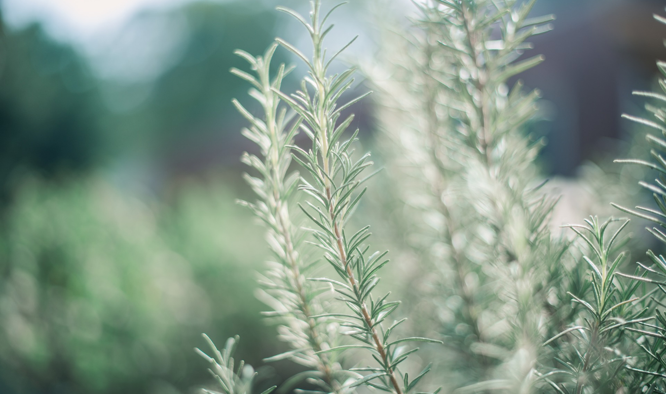 Sous les rayons d’un soleil glacé