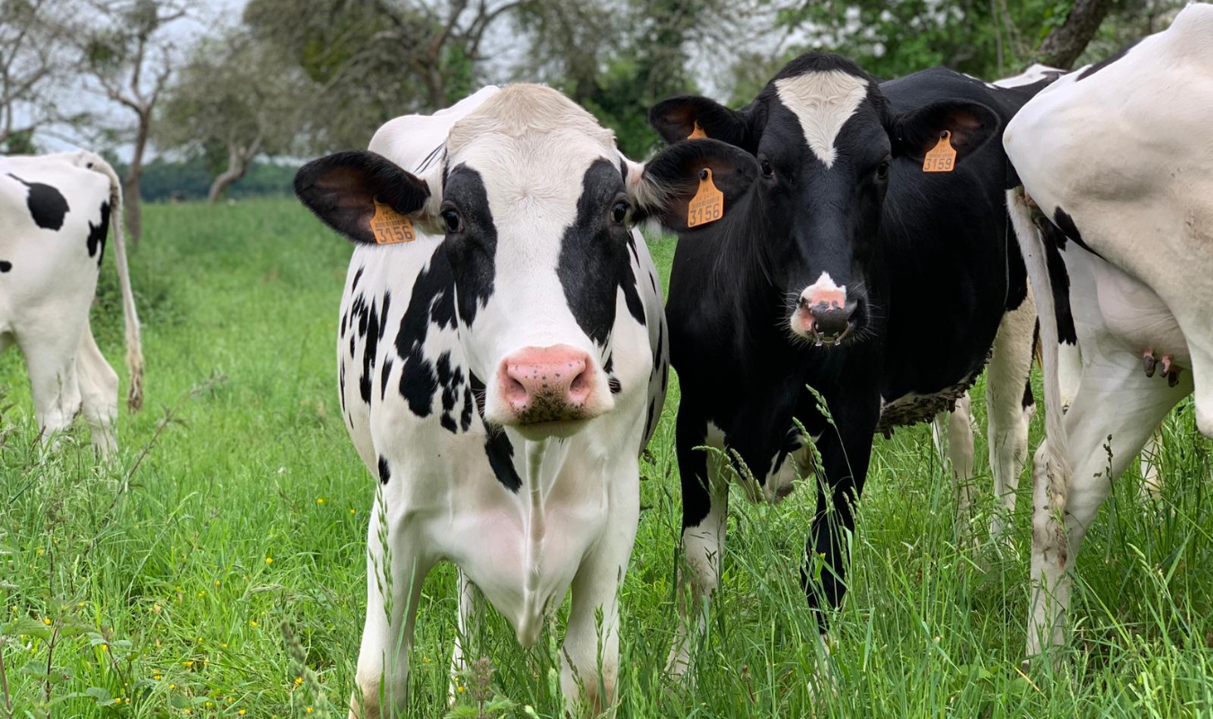 Psychanalyse d'une bête à cornes 