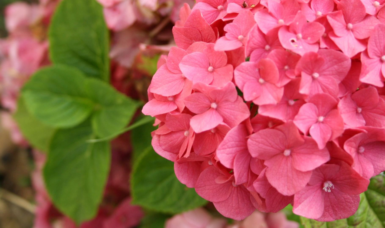 C'est au pied des hortensias que naît le bleu du ciel