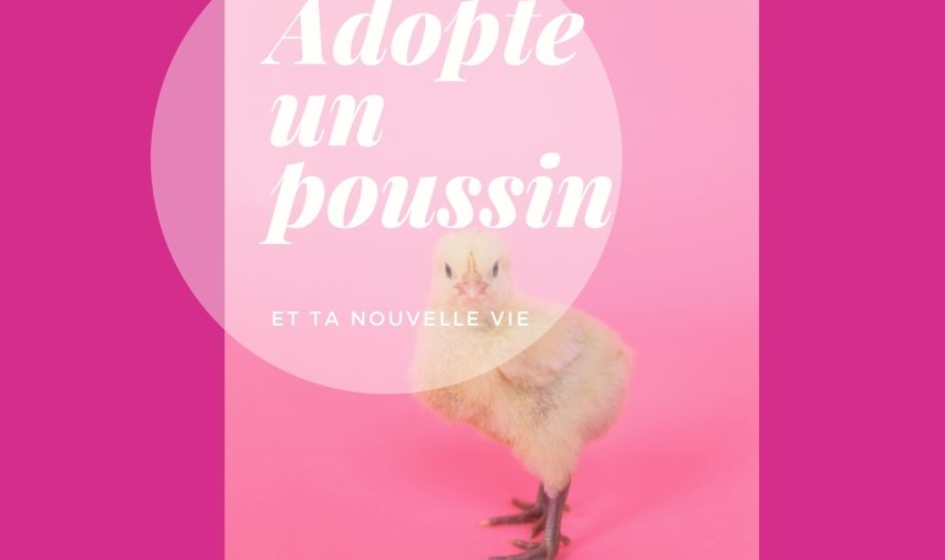Adopte un poussin