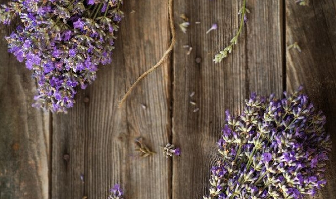 La cantilène des lavandes