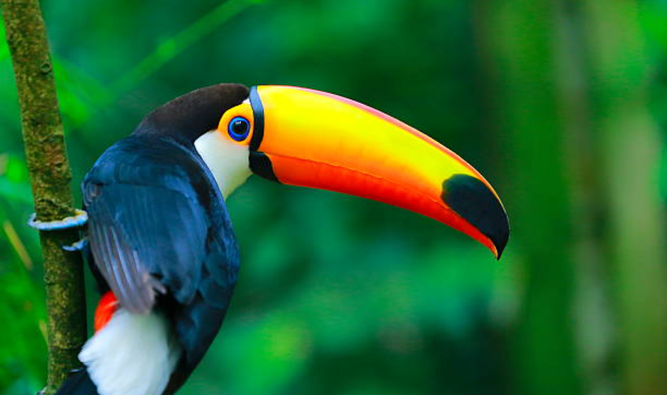 Au cœur de la jungle