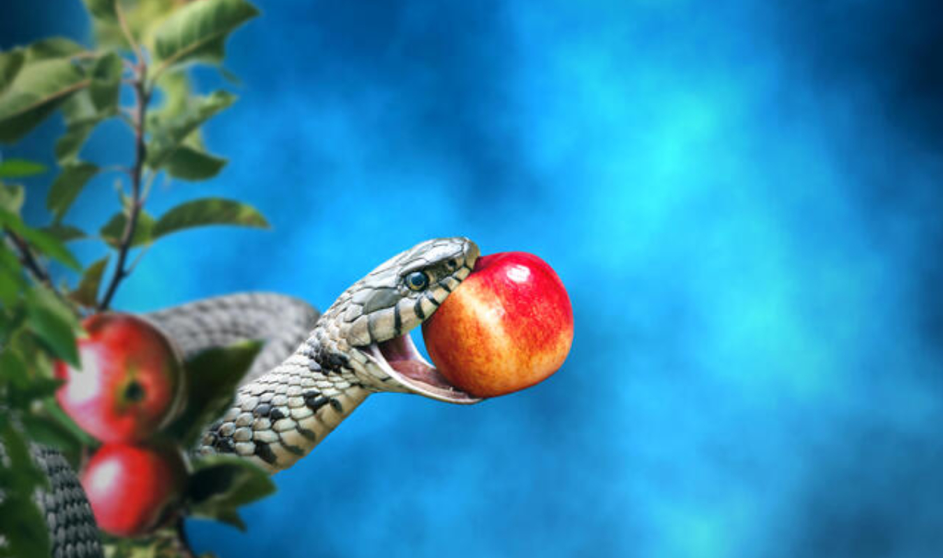 Et le serpent croqua la pomme