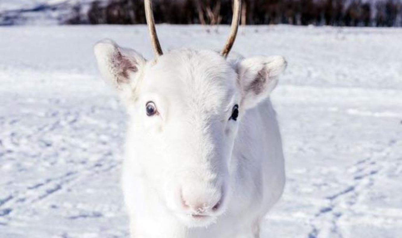 La larme du renne blanc 