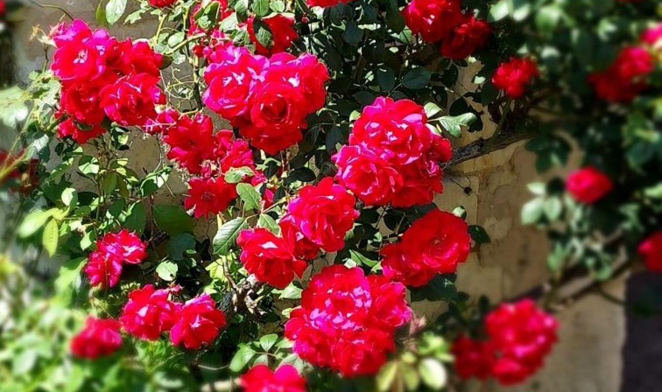 De brume et de lumière