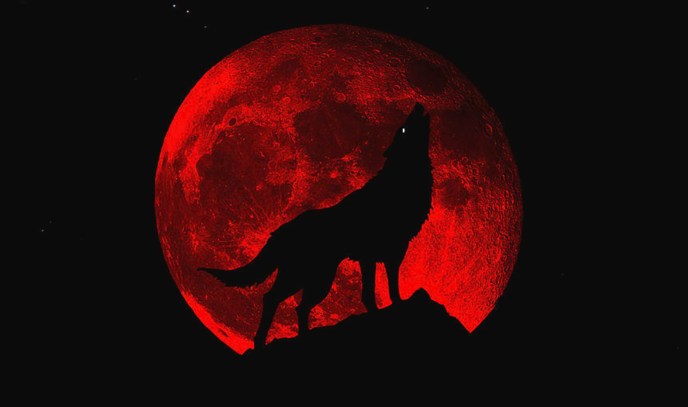 Claire de Lune, Le réveil d'une louve