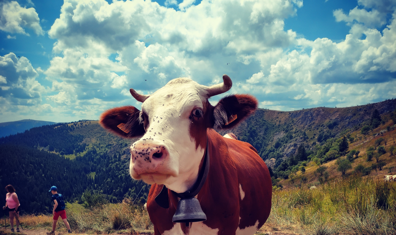 Toi, moi et la vachette du coin