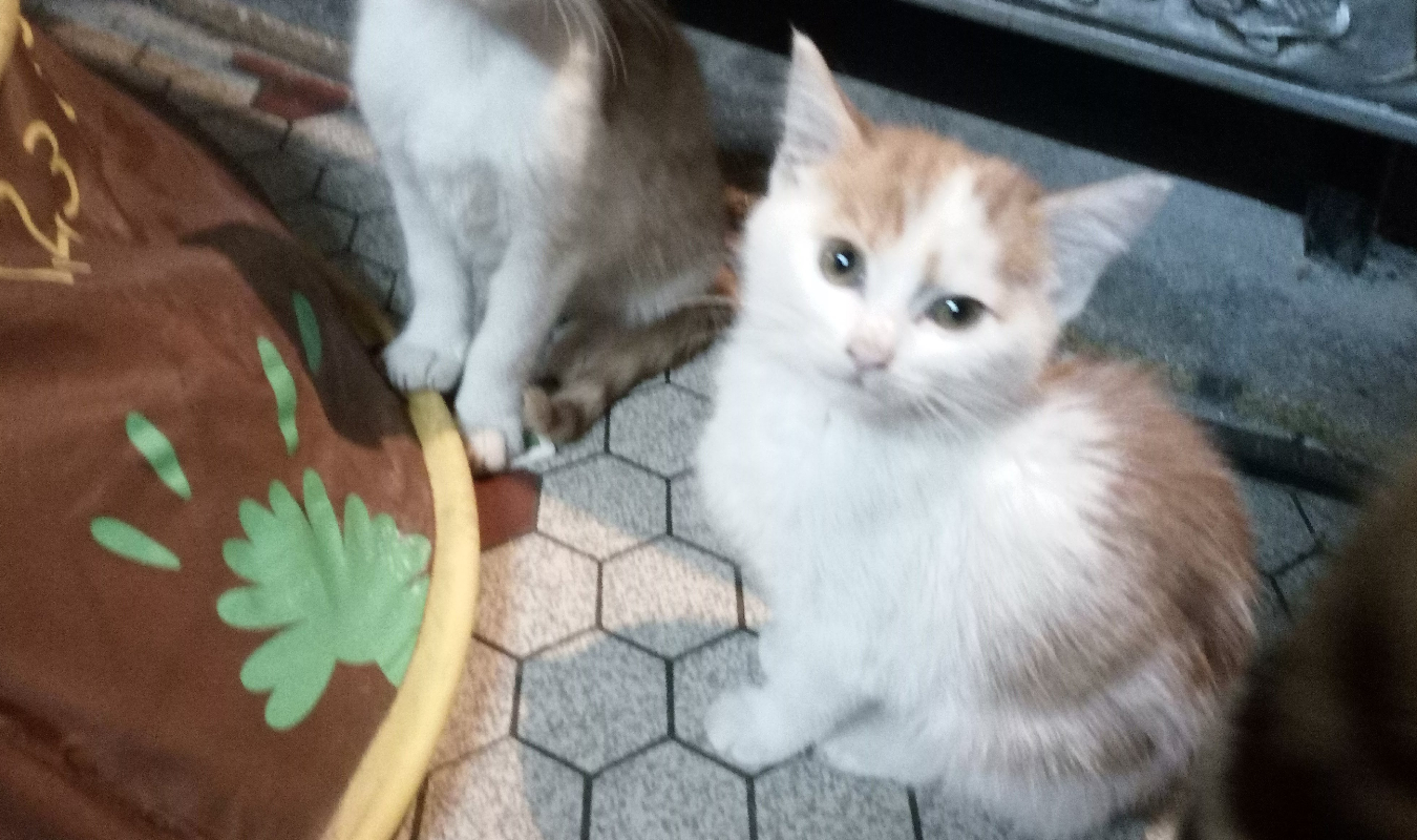 Des chatons pour Noël 