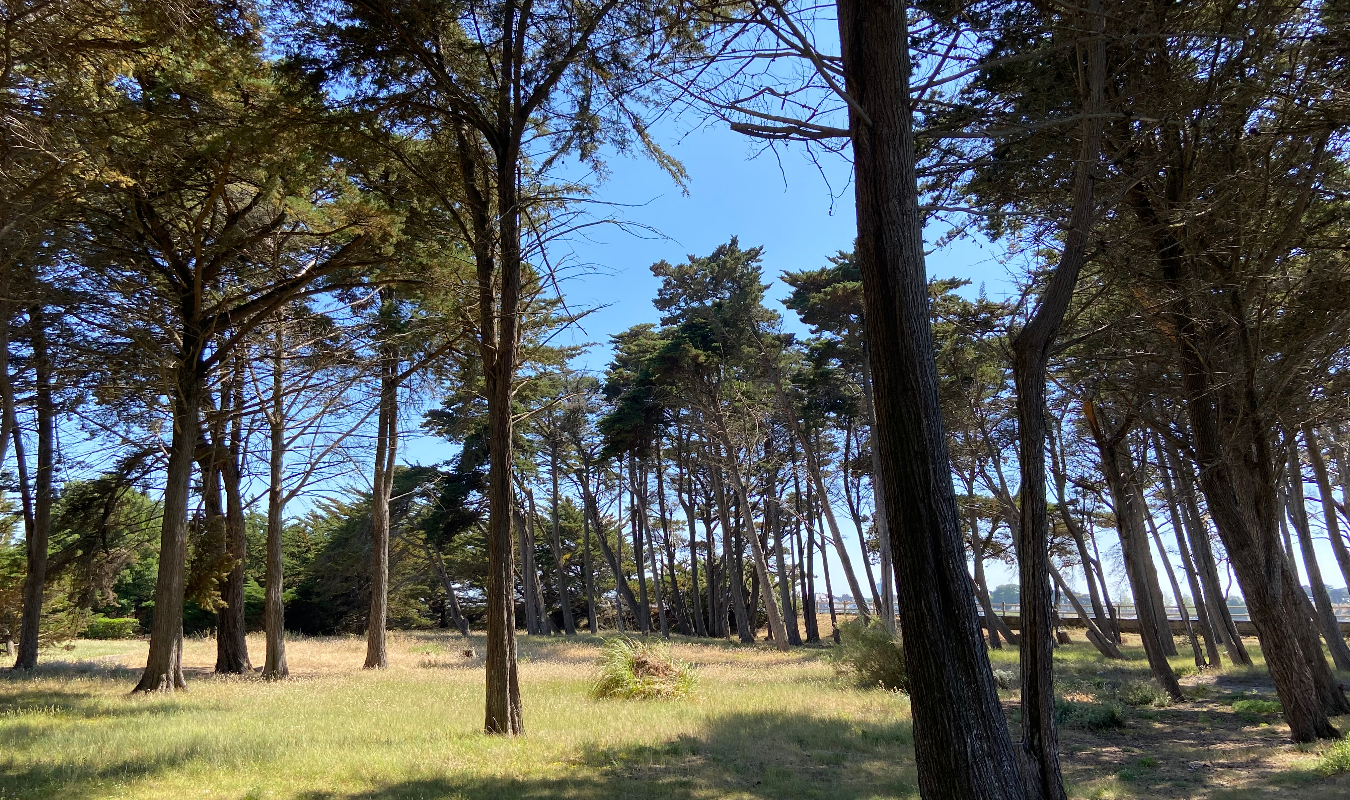 A l'ombre des pins...