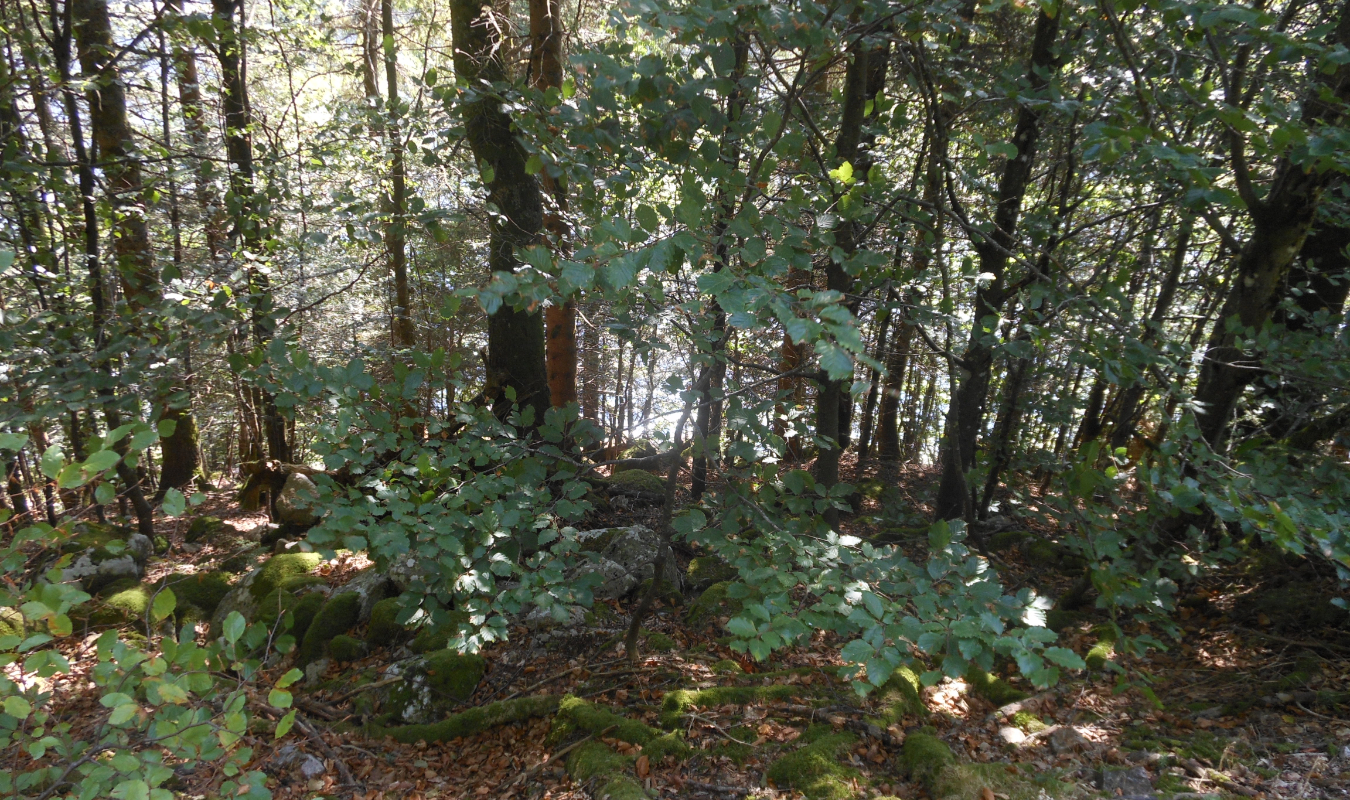 Les ombres de l'Yveline