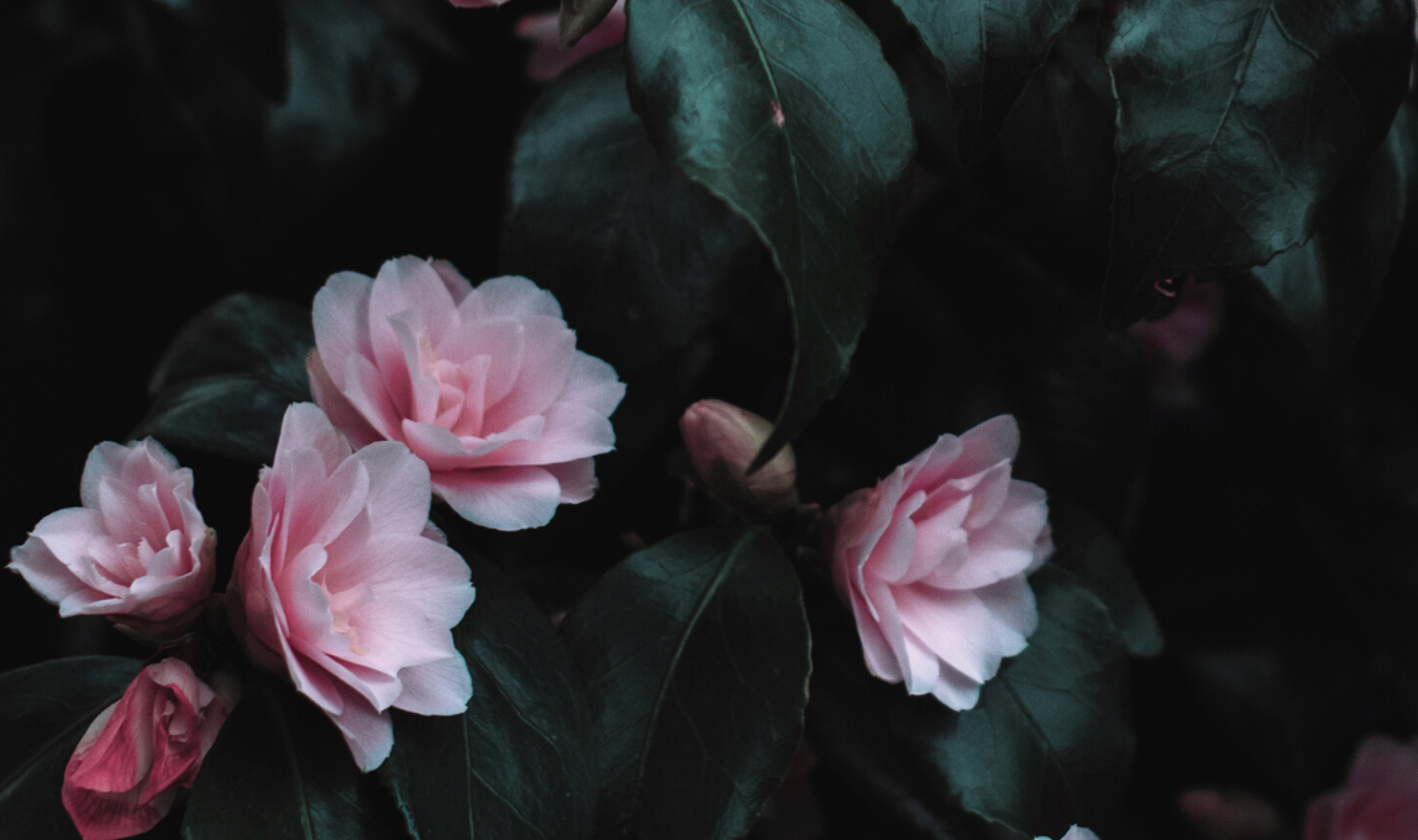 Mariage, divorce et amour