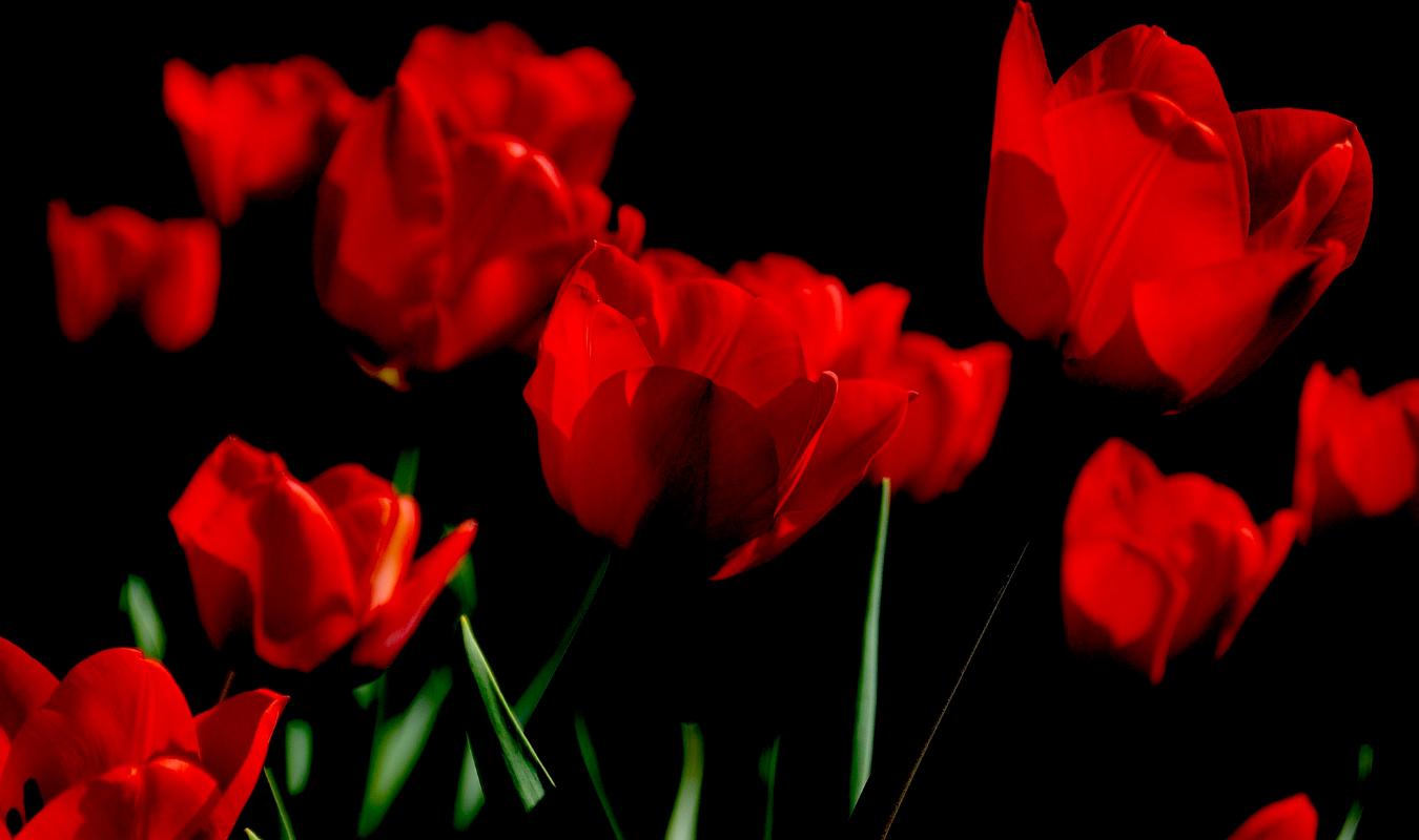 Des tulipes plein les yeux