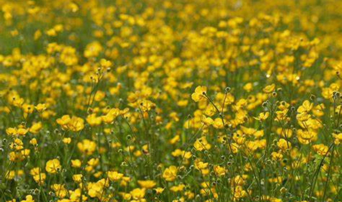 Là où fleurissent les boutons d'or