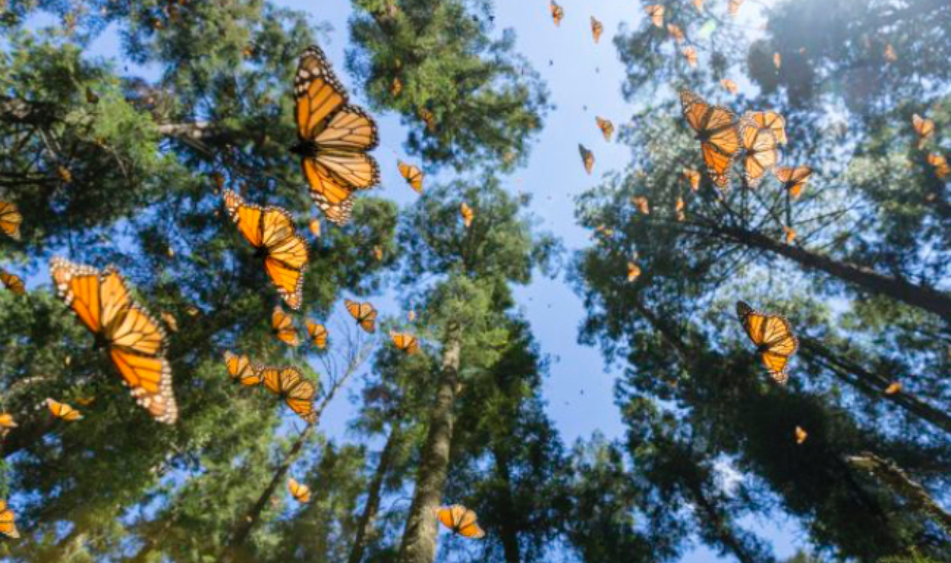 Le monde d’Artissa