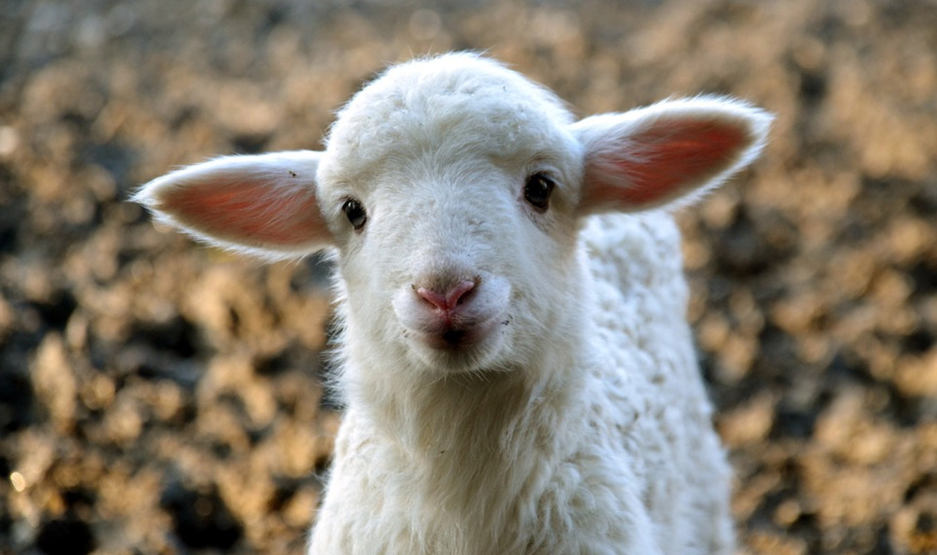 🐺 Loup ou Agneau 🐑