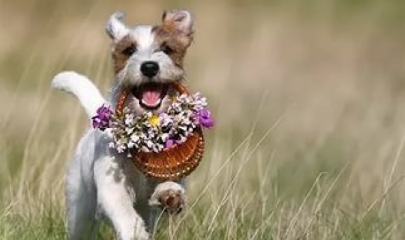 La promenade du chien