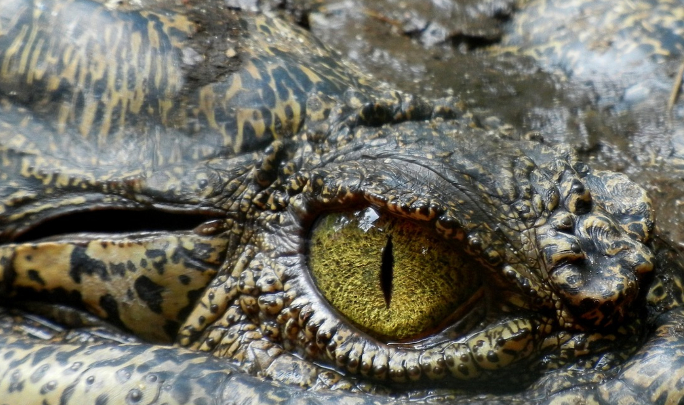 LES LARMES DU CROCODILE