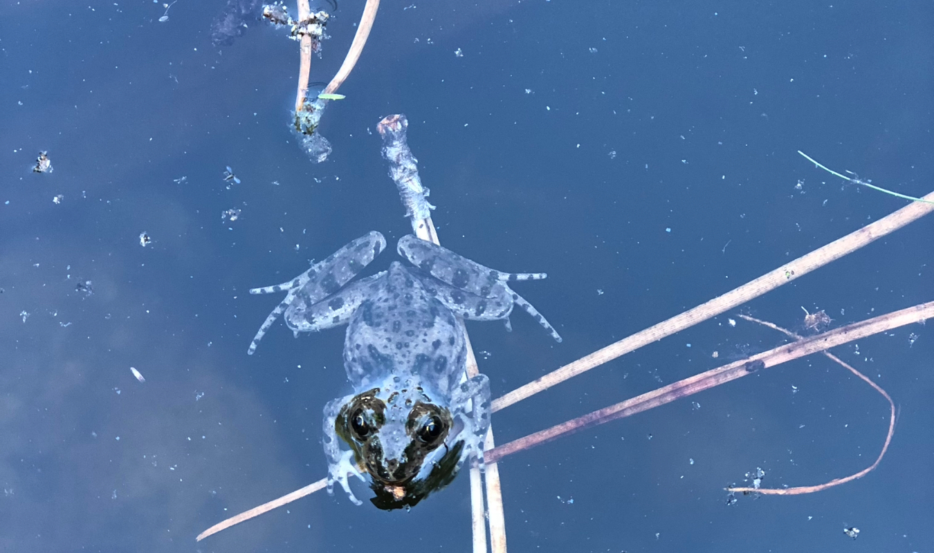 Le supplice de la grenouille 